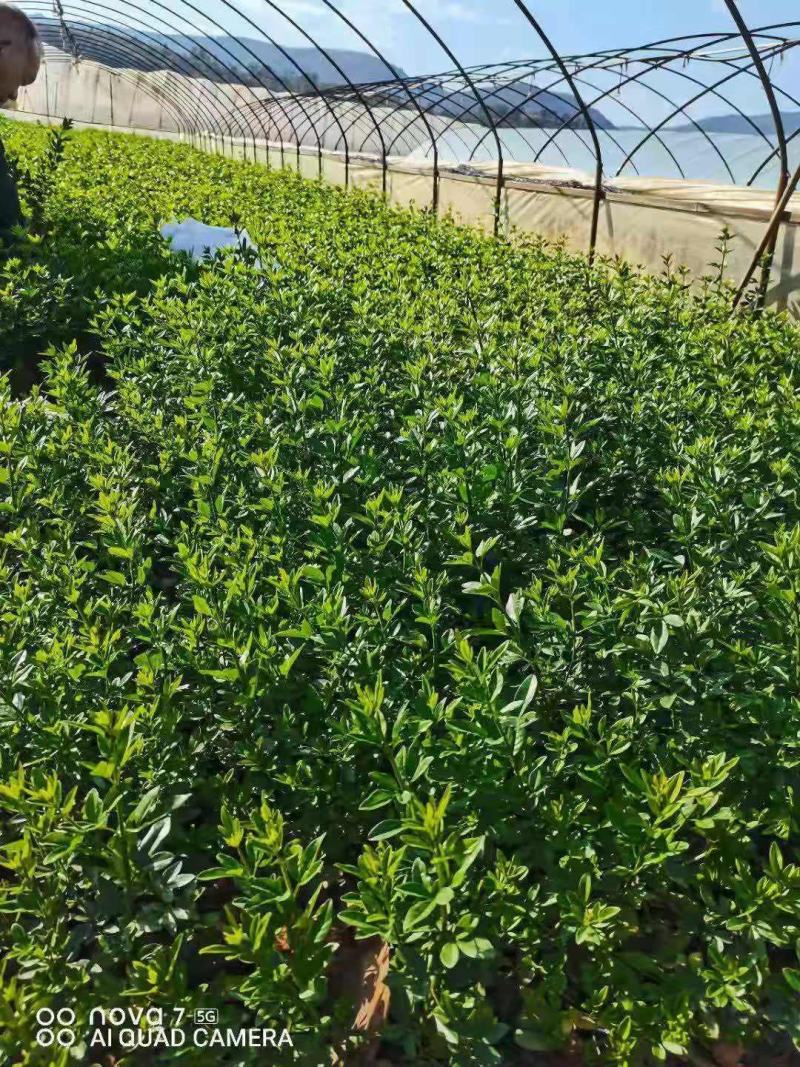 迎春花