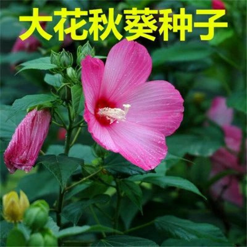 大花秋葵种子芙蓉葵花籽草芙蓉花卉种子混色景观花海种植
