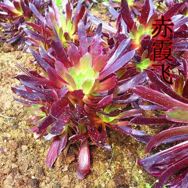 多肉植物法师赤霞飞法师，质量有保证，欢迎新老客户选购