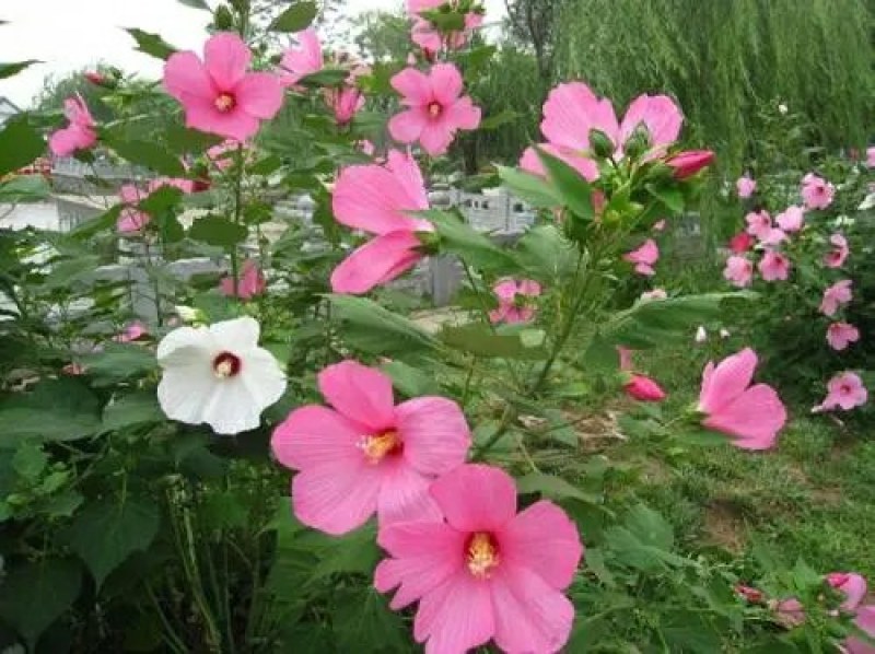 大花秋葵种子芙蓉葵花籽草芙蓉花卉种子混色景观花海种植