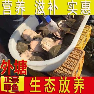 麻辣小甲鱼卤甲鱼批发，外塘小甲鱼，大小规格都有，量大从优
