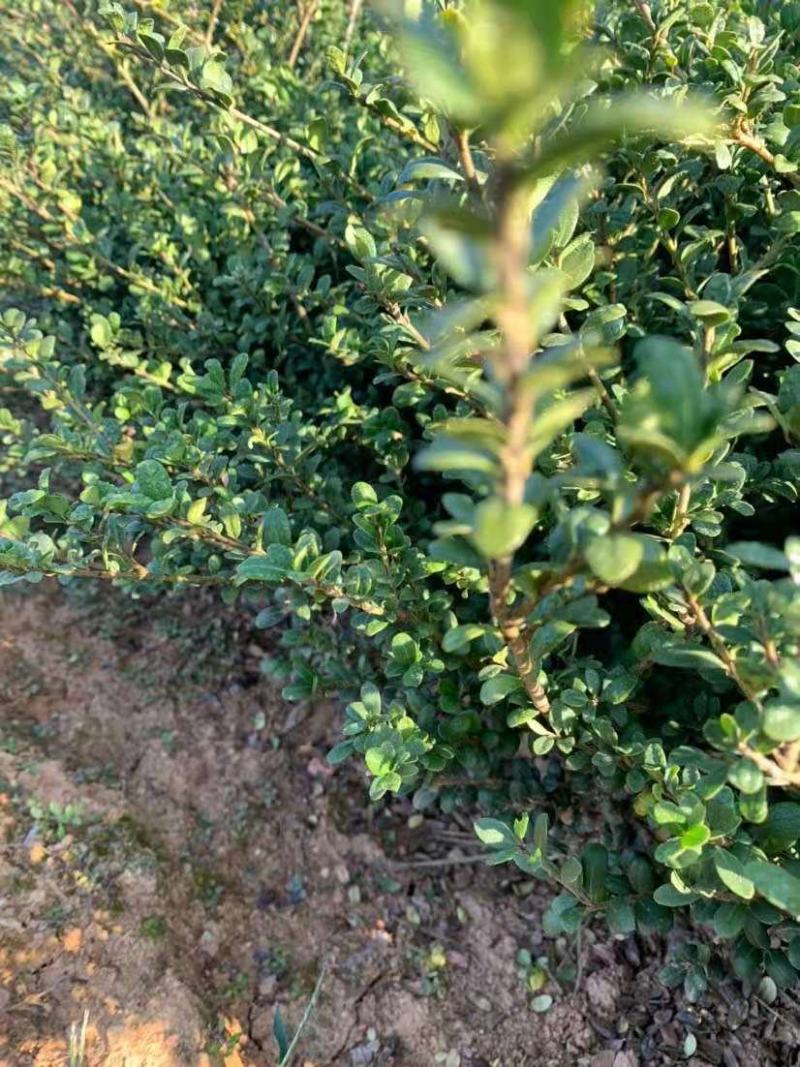 龟甲冬青小床苗