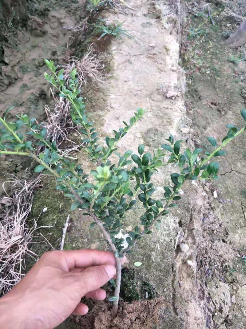 龟甲冬青小床苗