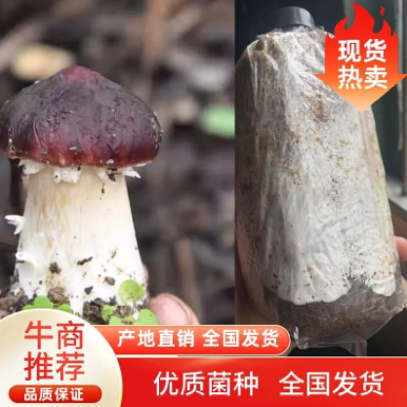 大球盖菇菌种批发，赤松茸可食用菌适合家庭种植。