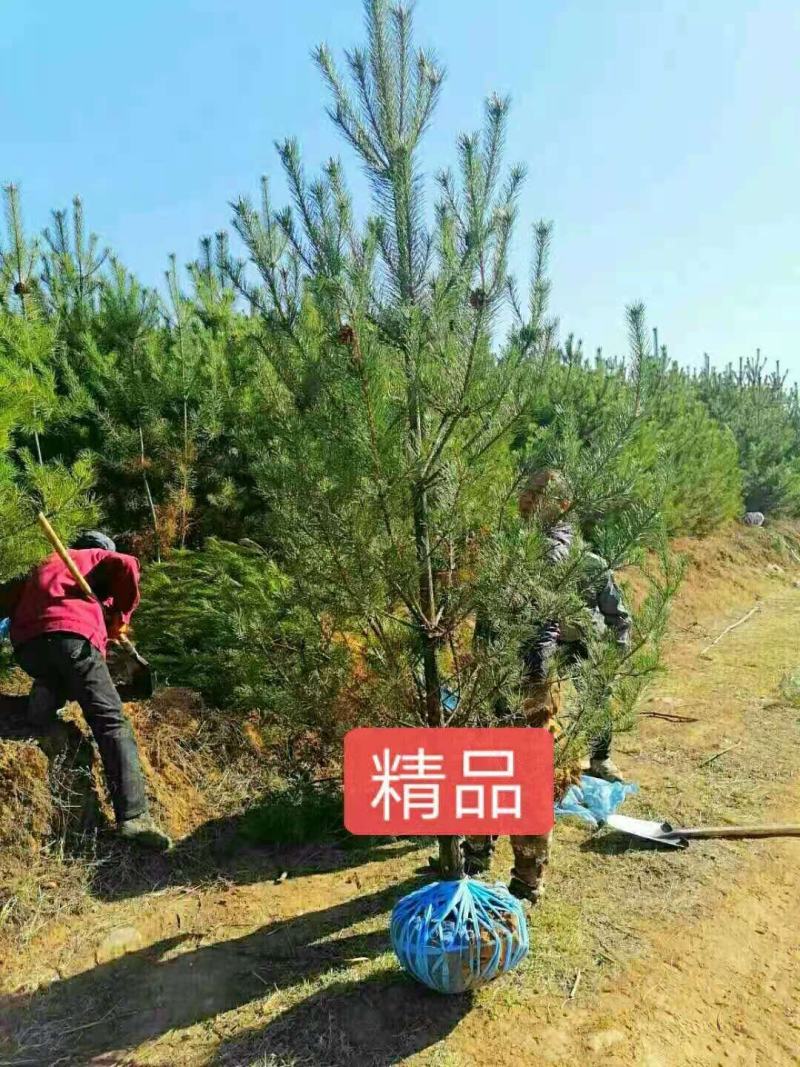 油松