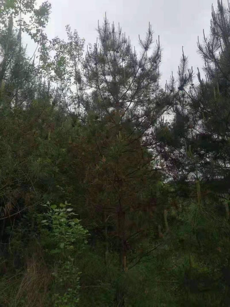 油松