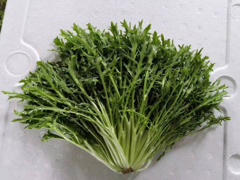 辽宁苦菊细叶苦菊产地直发可视频看货欢迎来电采购