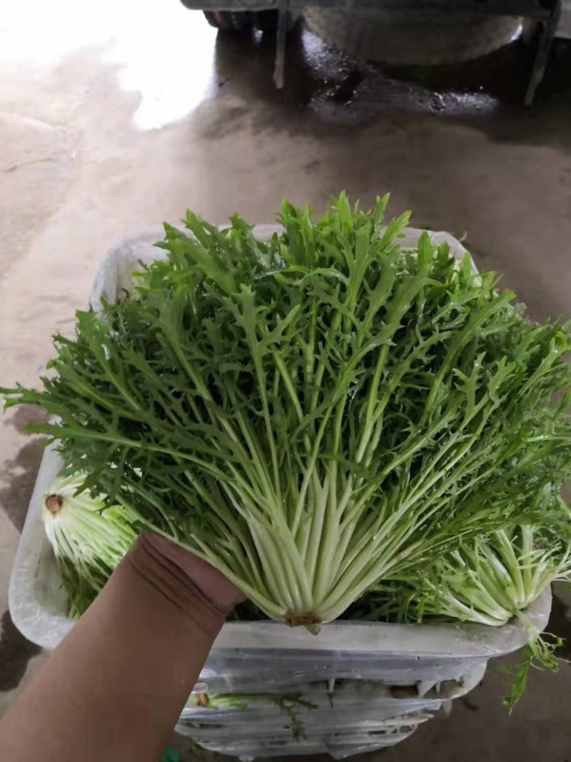 辽宁苦菊细叶苦菊产地直发可视频看货欢迎来电采购