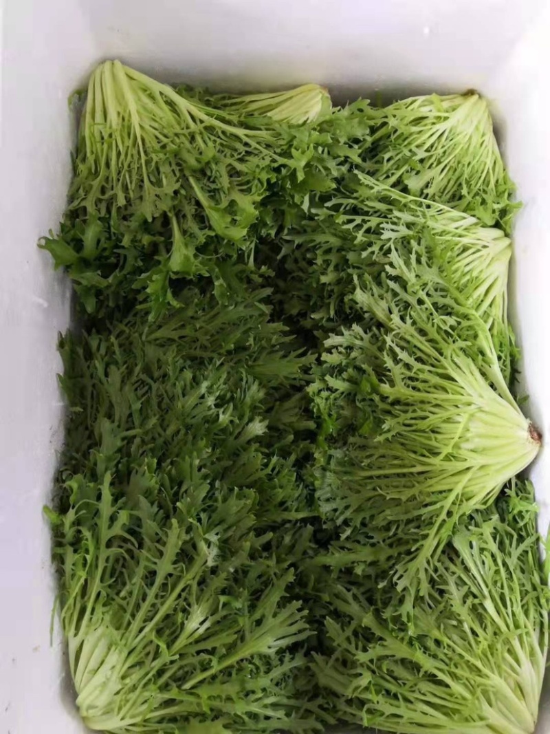 辽宁苦菊细叶苦菊产地直发可视频看货欢迎来电采购