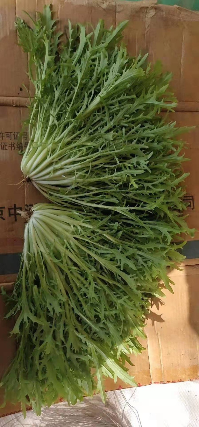 辽宁苦菊细叶苦菊产地直发可视频看货欢迎来电采购