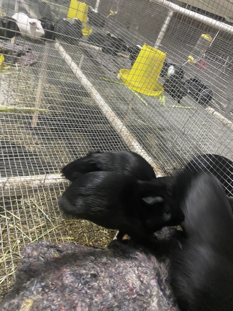 豚鼠苗荷兰猪商品，种苗买卖，出售种苗包回收