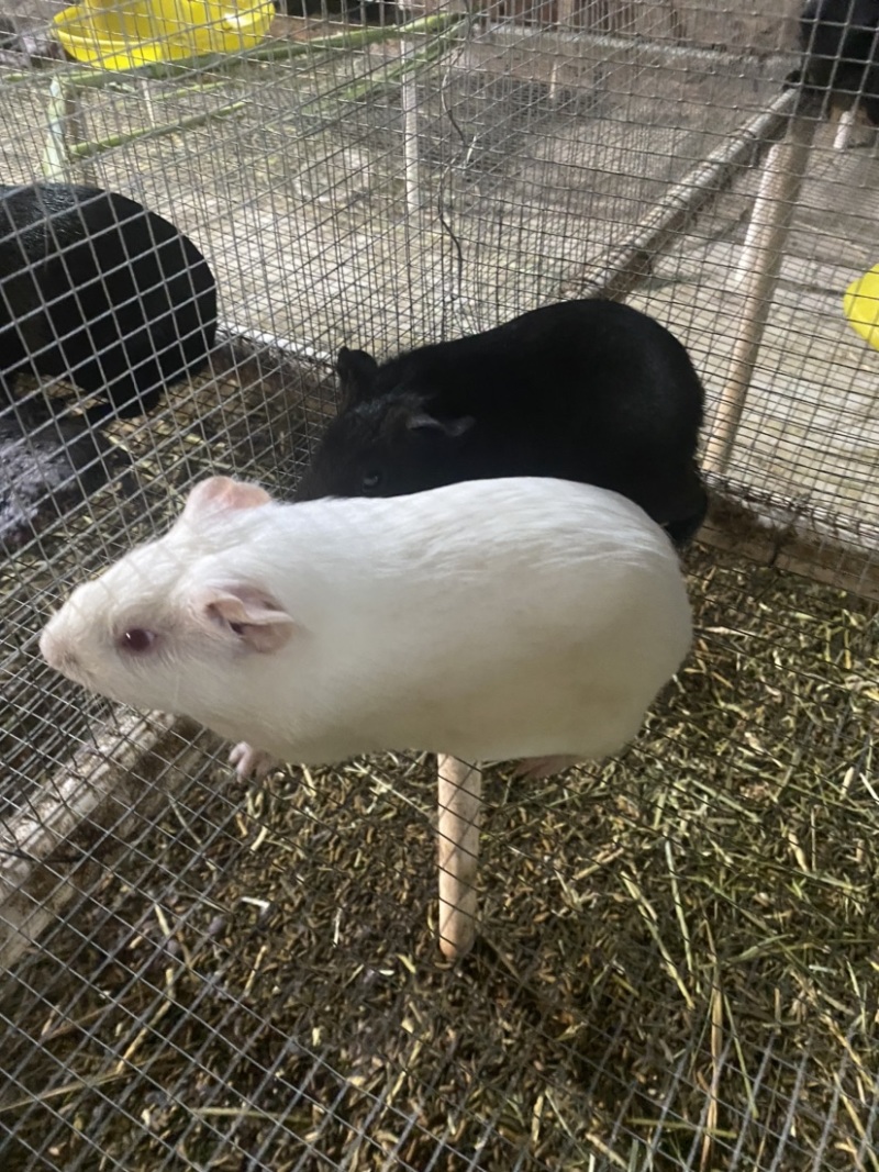豚鼠苗荷兰猪商品，种苗买卖，出售种苗包回收