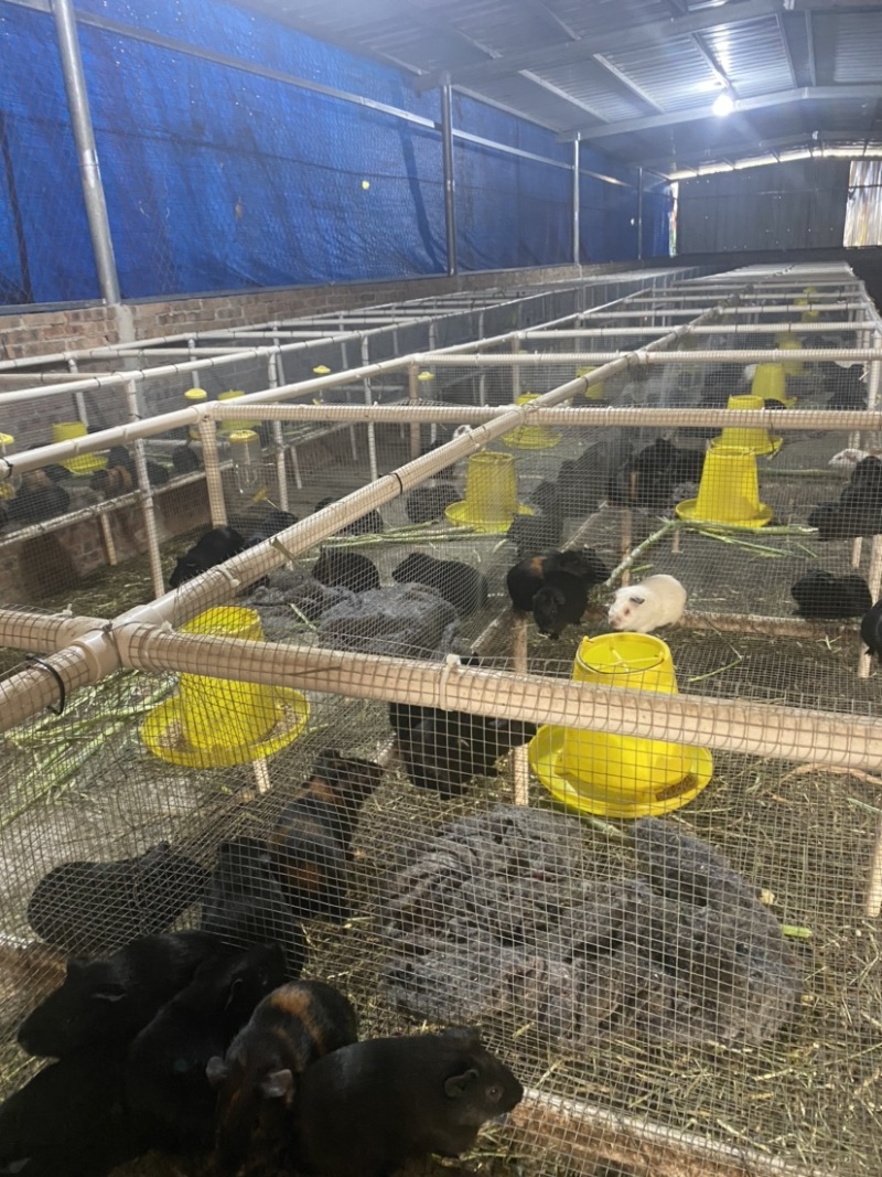 豚鼠苗荷兰猪商品，种苗买卖，出售种苗包回收