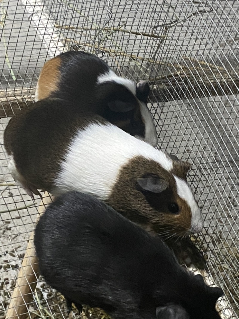 豚鼠苗荷兰猪商品，种苗买卖，出售种苗包回收