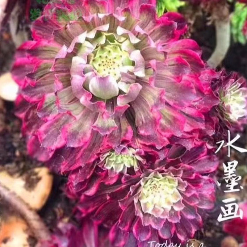 多肉植物法师水墨画法师品质有保证，欢迎新老客户选