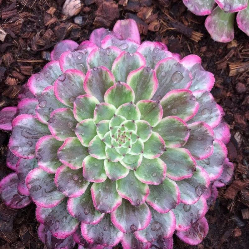 多肉植物法师水墨画法师品质有保证，欢迎新老客户选
