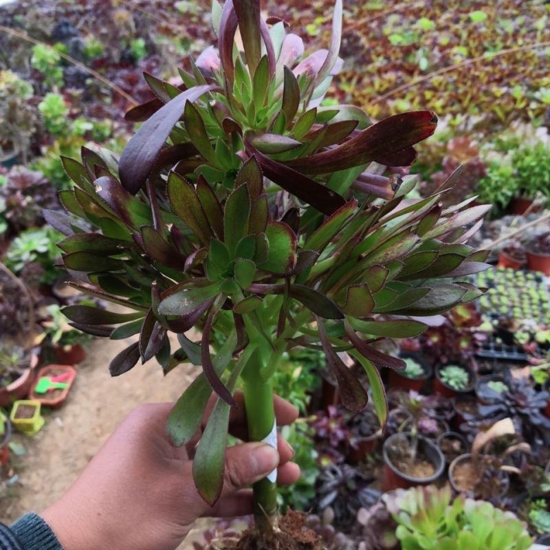 多肉植物法师水墨画法师品质有保证，欢迎新老客户选