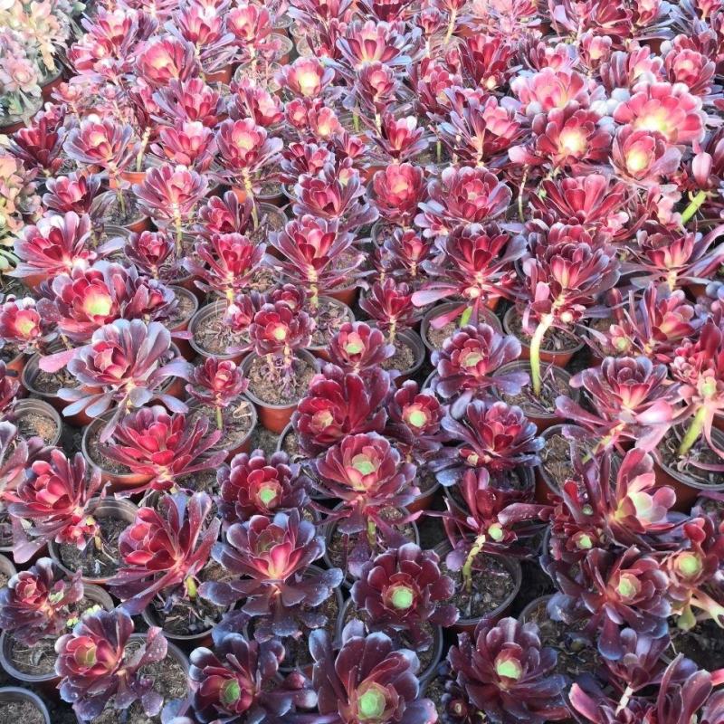 多肉植物法师水墨画法师品质有保证，欢迎新老客户选