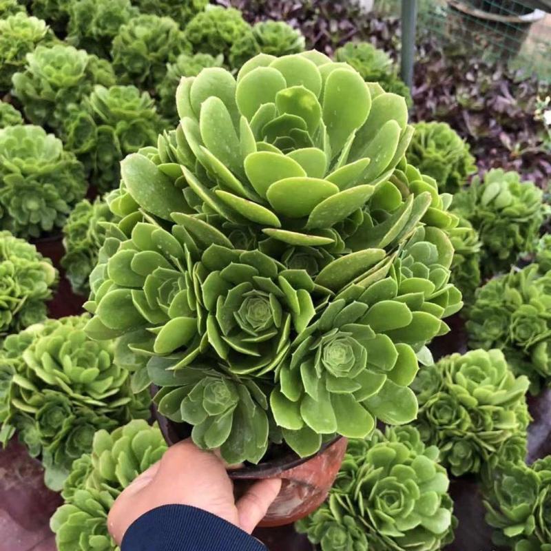 多肉植物法师水墨画法师品质有保证，欢迎新老客户选