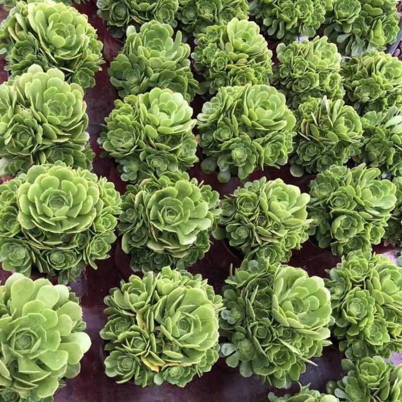 多肉植物法师水墨画法师品质有保证，欢迎新老客户选