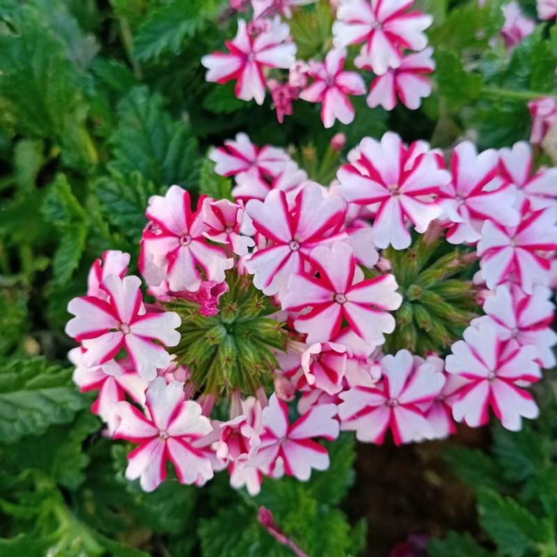 美女樱宿根美女樱常年开花花期超长