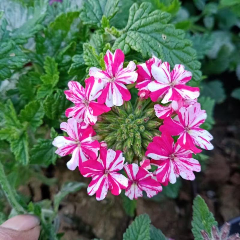 美女樱宿根美女樱常年开花花期超长