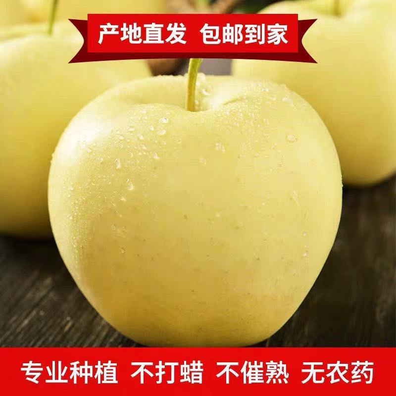 金帅苹果支持一斤代发黄香蕉黄元帅苹果粉沙脆甜