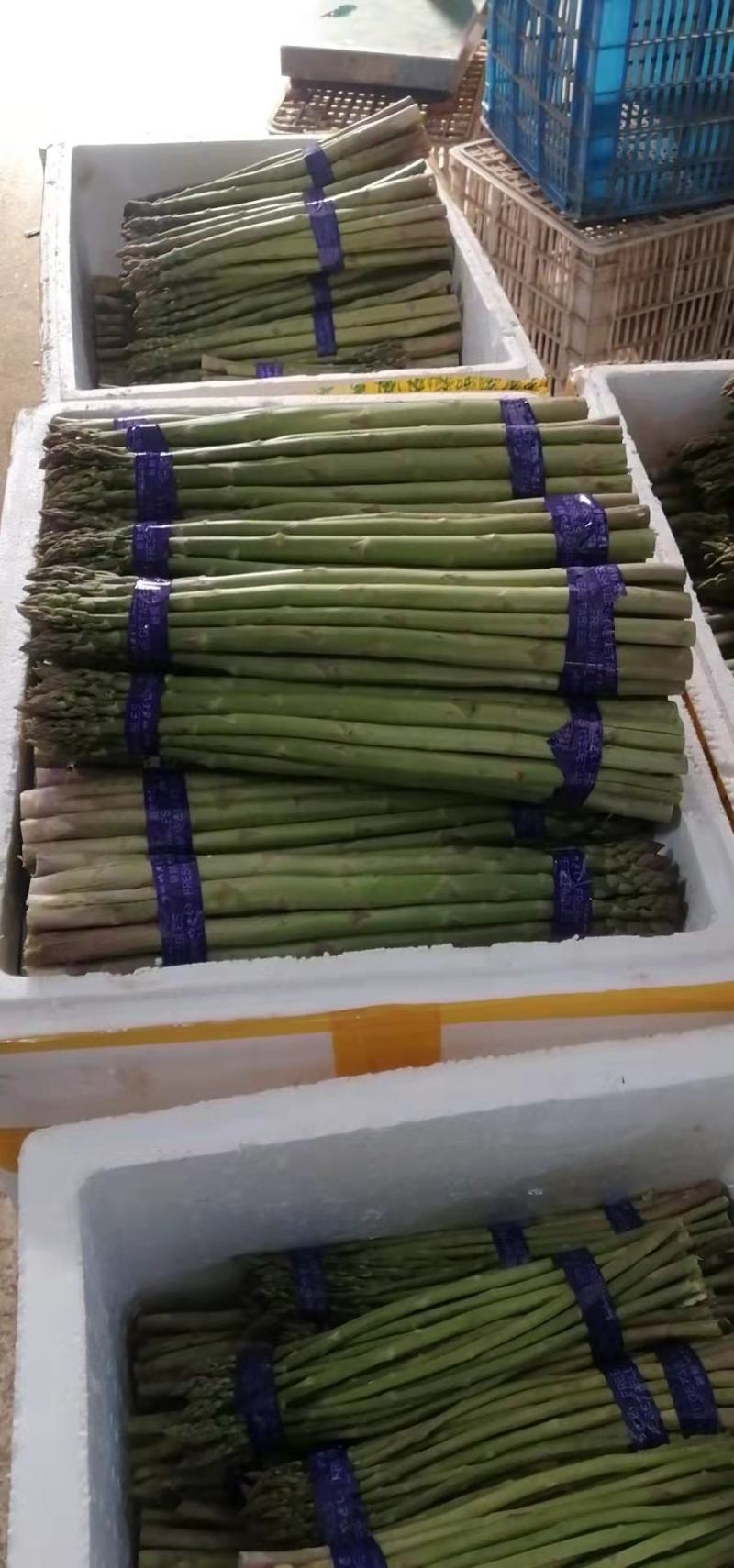 头子好新鲜大小中笋全都有需要的联系
