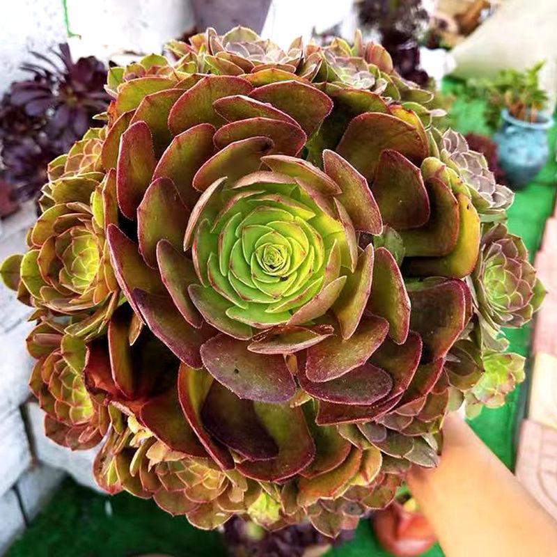 多肉植物法师绿羊绒法师，包邮绿羊绒手捧花质量保障