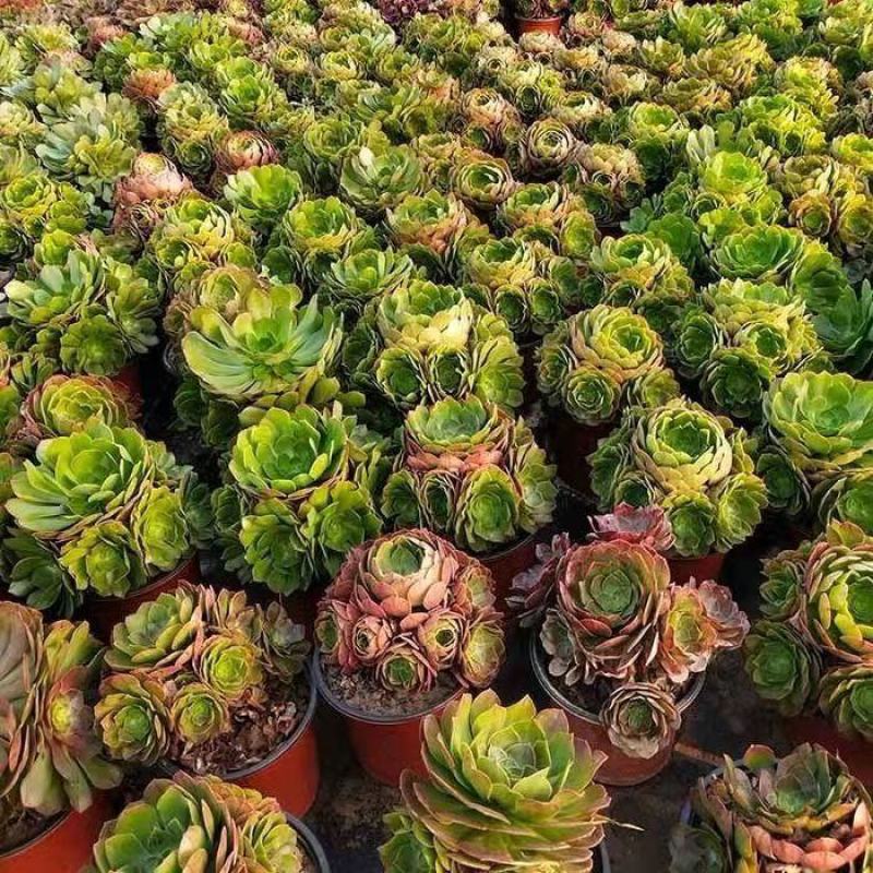 多肉植物法师绿羊绒法师，包邮绿羊绒手捧花质量保障