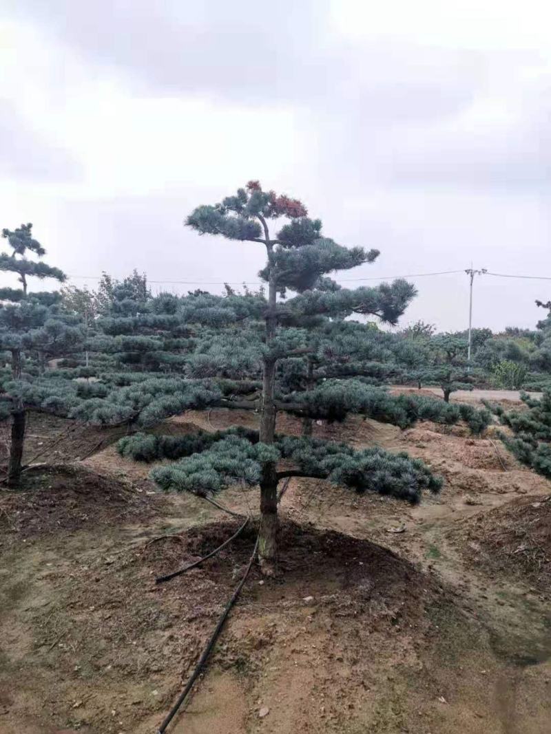 五针松