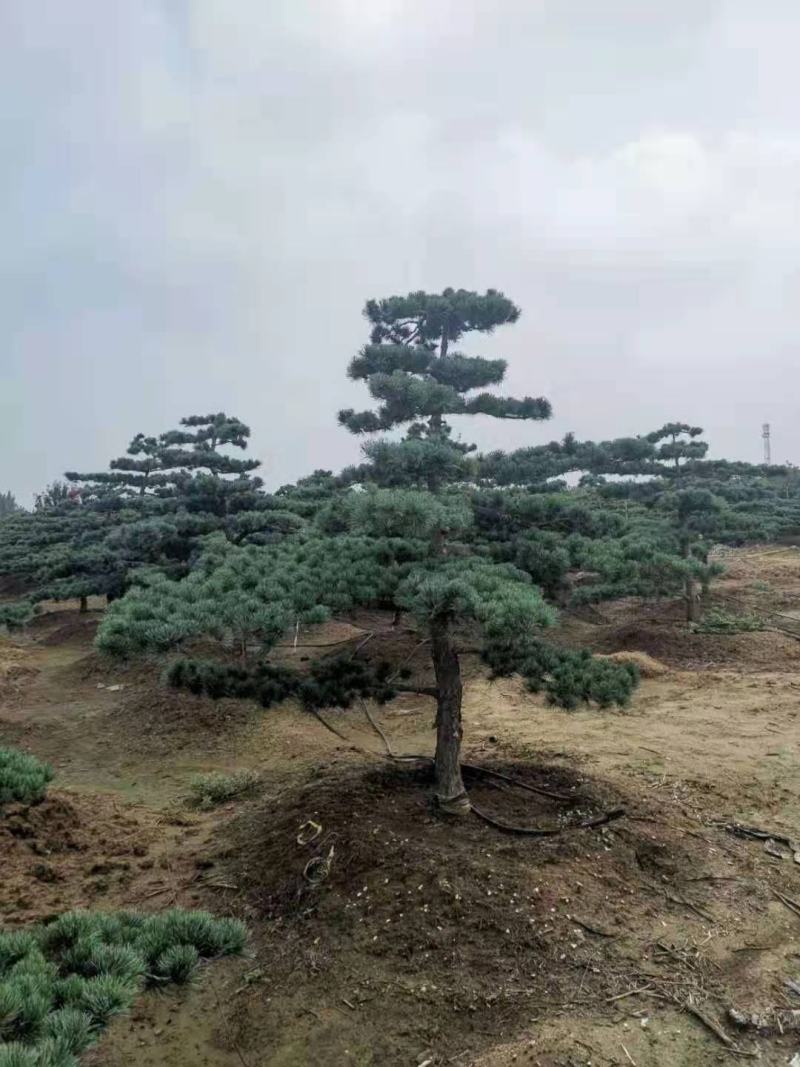 五针松