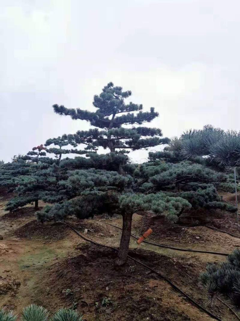 五针松