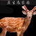 《明轩鹿业》茸血鹿鞭丸升级款男人滋补