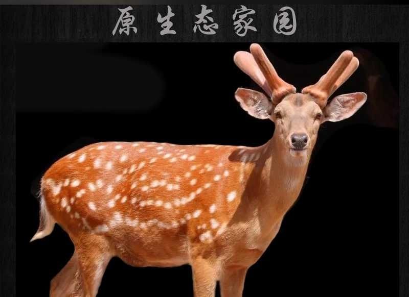 《明轩鹿业》茸血鹿鞭丸升级款男人滋补