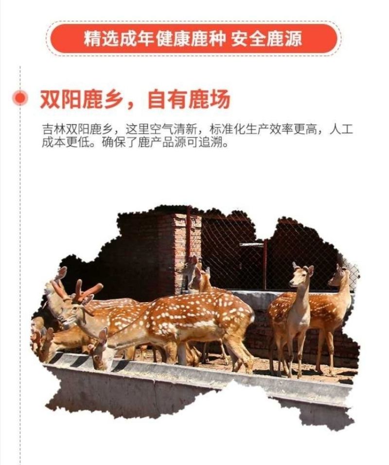 《明轩鹿业》茸血鹿鞭丸升级款男人滋补