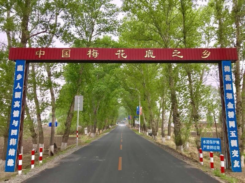 《明轩鹿业》茸血鹿鞭丸升级款男人滋补