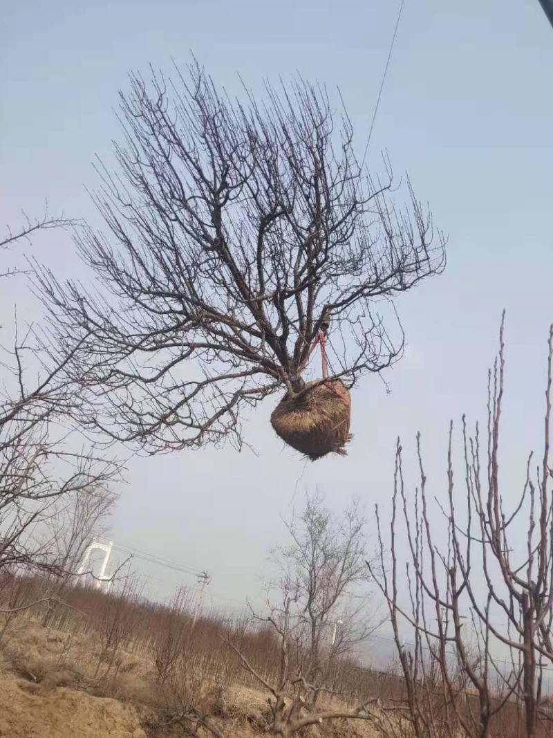 八棱海棠