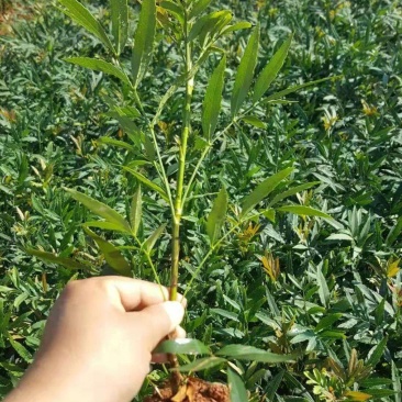 #十大功劳#十大功劳#十大功劳#十大功劳