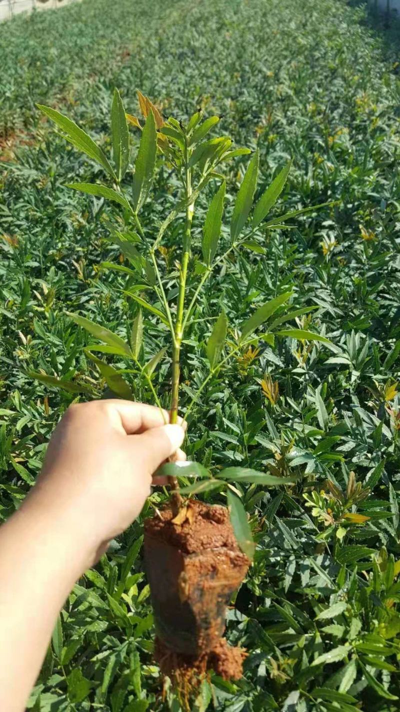 #十大功劳#十大功劳#十大功劳#十大功劳