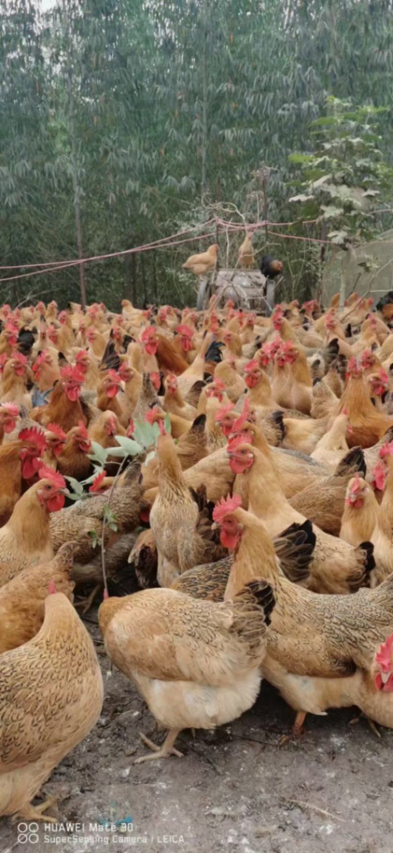 灵山土，均重3.5斤，还有3800羽，宾阳
