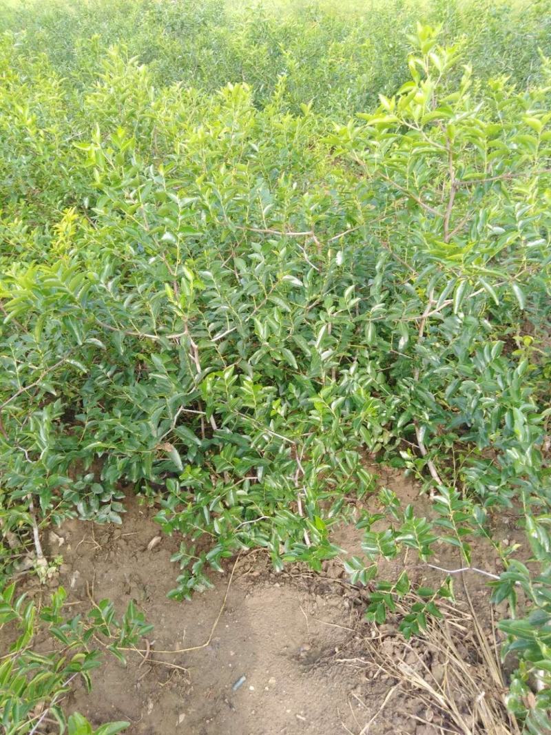 枣树苗冬枣树苗脆枣树苗各种规格的占地枣树