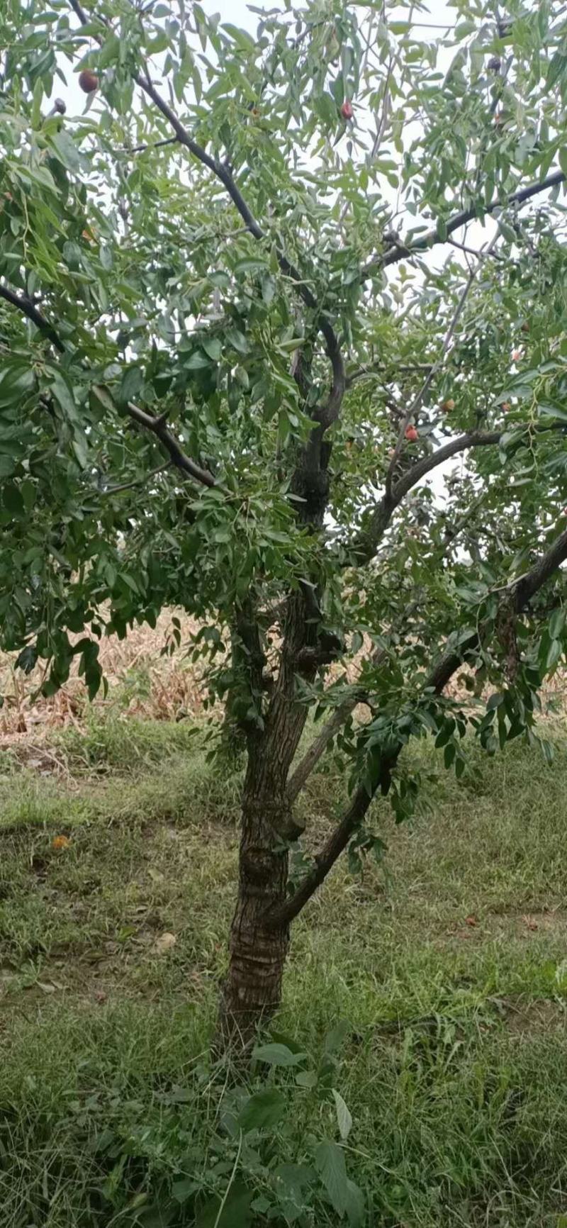 枣树苗冬枣树苗脆枣树苗各种规格的占地枣树