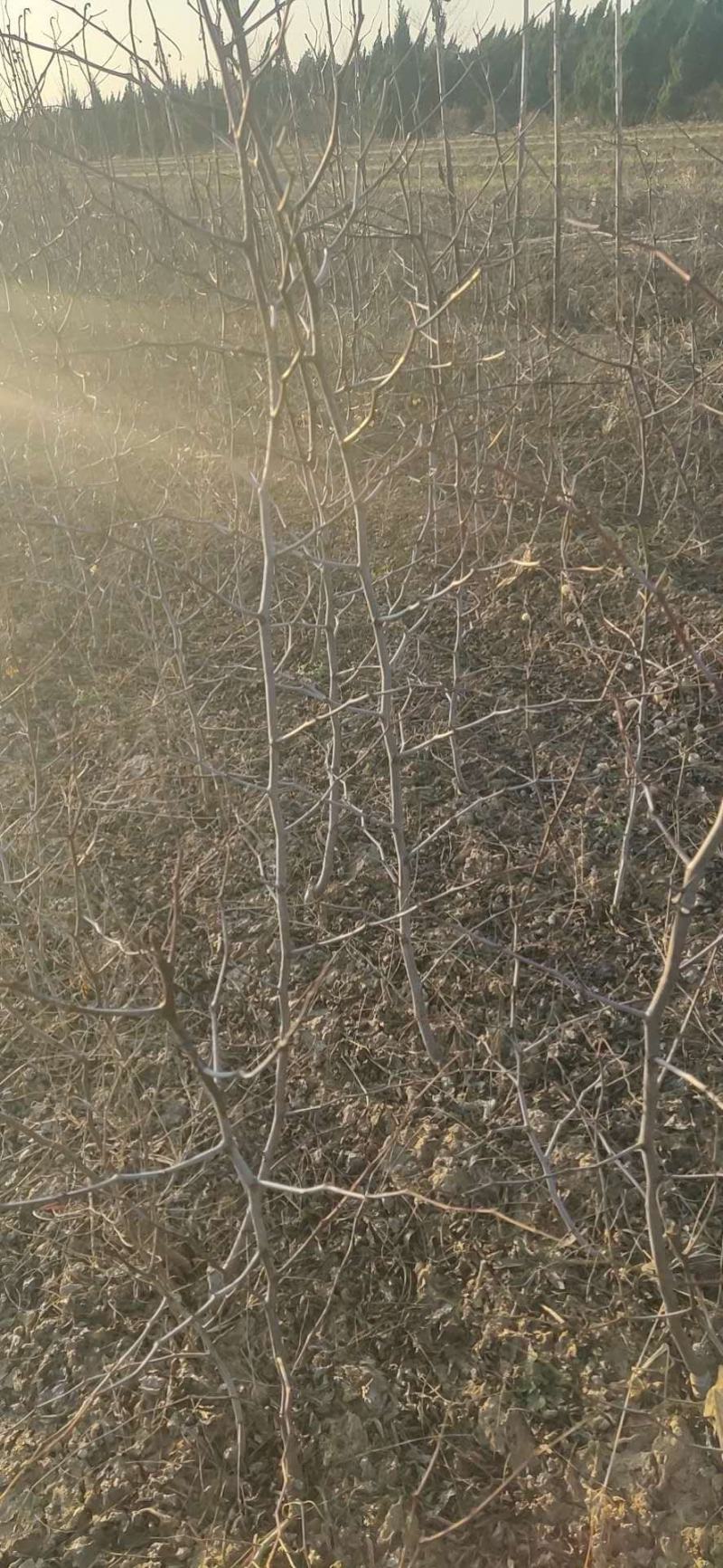 枣树苗冬枣树苗脆枣树苗各种规格的占地枣树