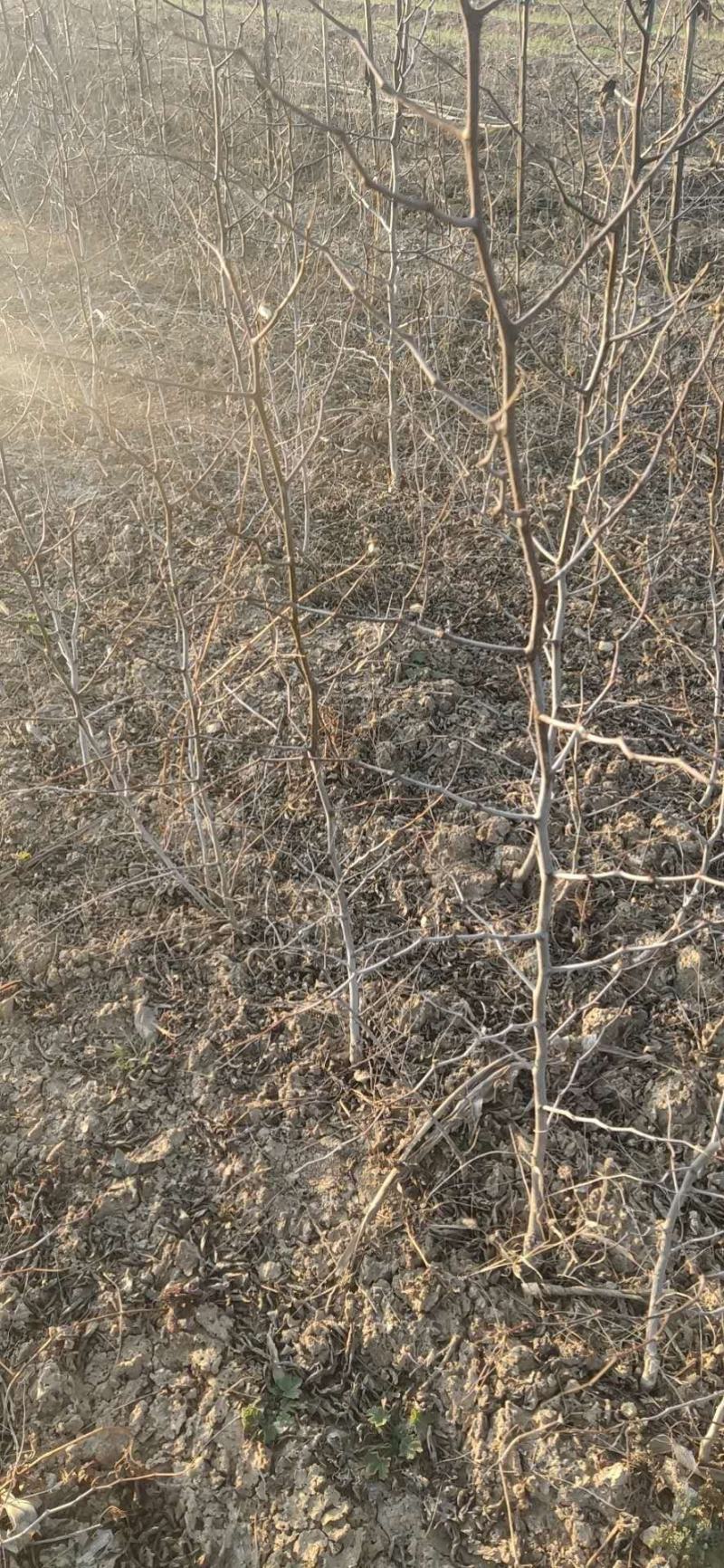 枣树苗冬枣树苗脆枣树苗各种规格的占地枣树