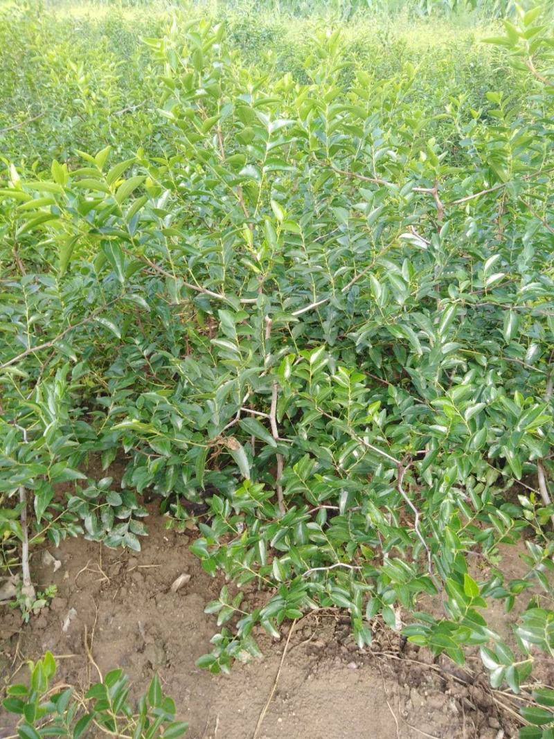 枣树苗冬枣树苗脆枣树苗各种规格的占地枣树