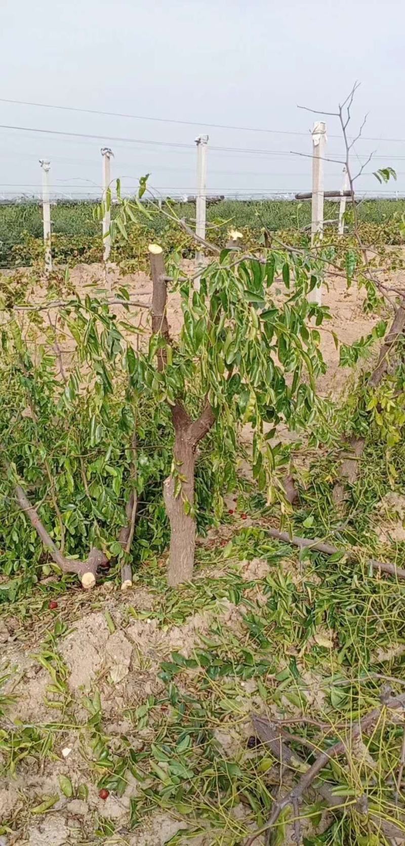 枣树苗冬枣树苗脆枣树苗各种规格的占地枣树
