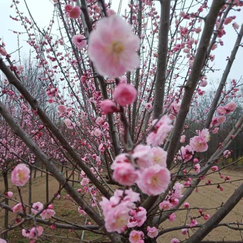 红梅
