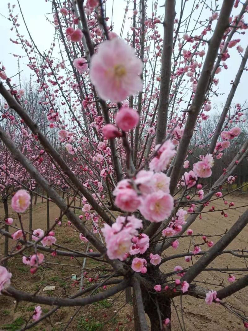 红梅