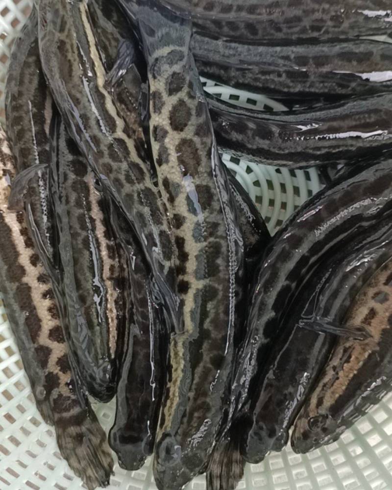 【牛商推荐】黑鱼鱼苗生长速度快，抗病能力强，全训化饲料养殖